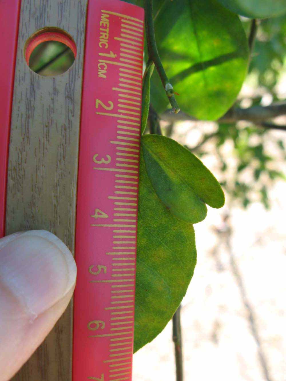              Trifoliolate leaf (Winter Haven, FL)       